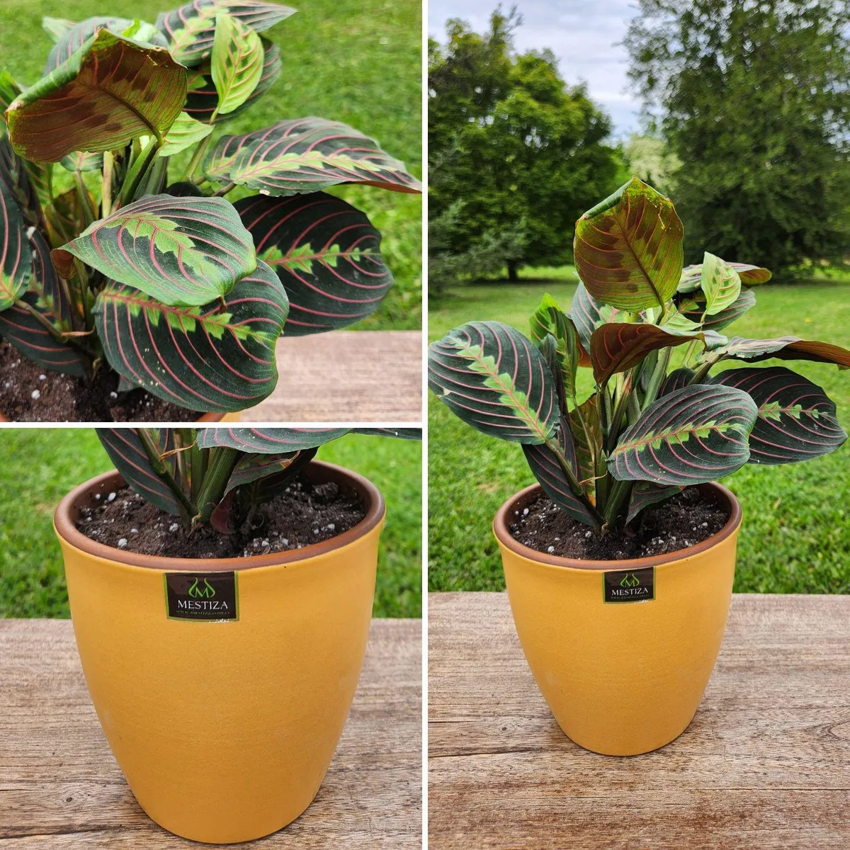 POTTERY - Planta Natural Maranta Colgante Con Maceta Cerámica Zafiro Mostaza 17 Cm