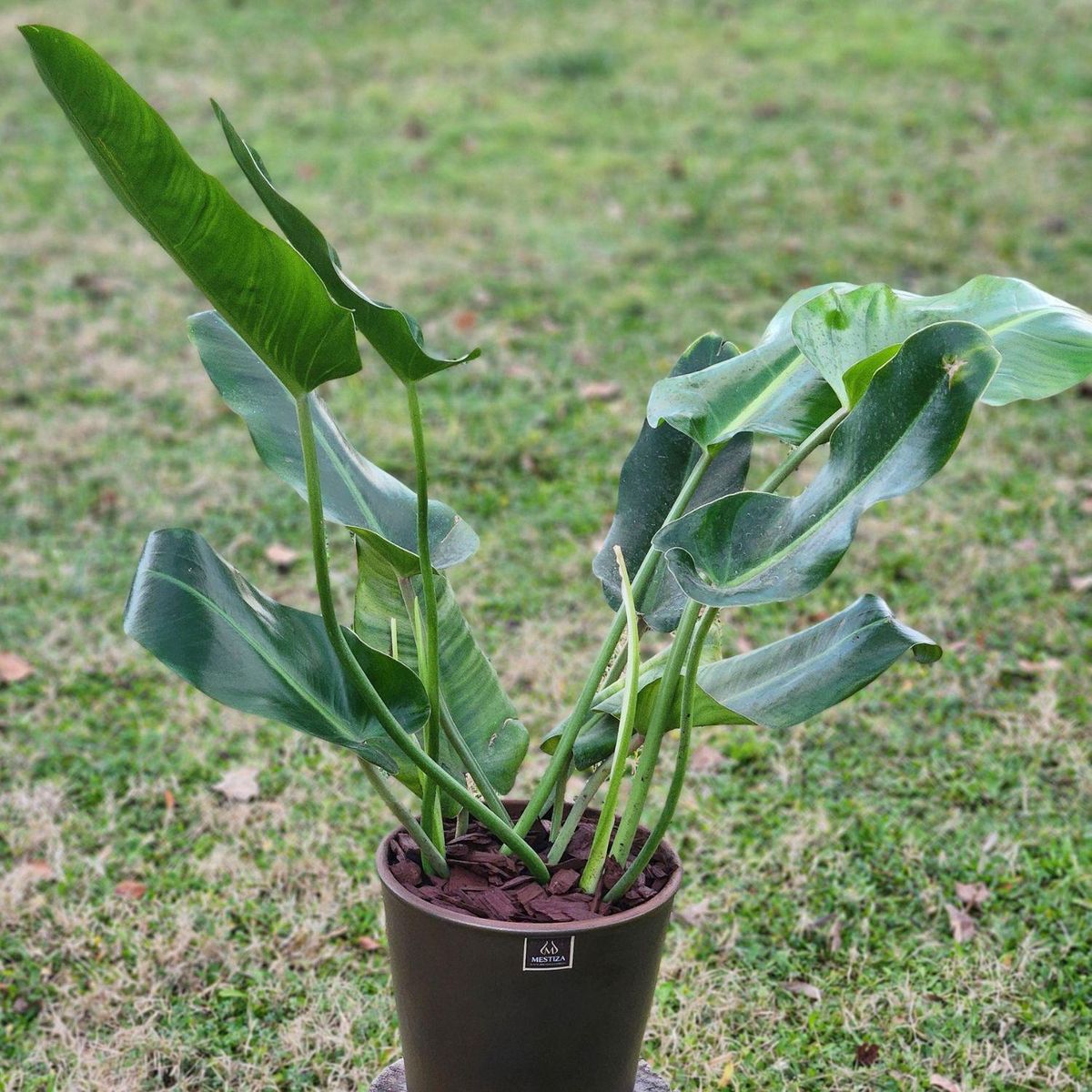 POTTERY - Planta Natural Philodendron Longifolio Con Maceta Cerámica Zaia Cobre 20 Cm