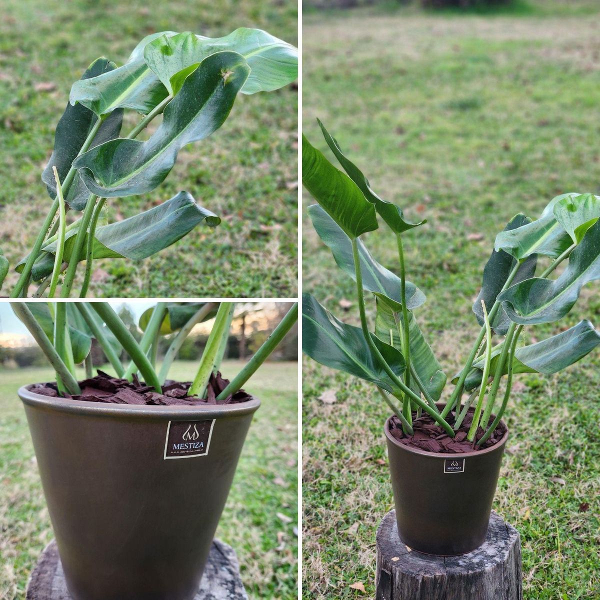 POTTERY - Planta Natural Philodendron Longifolio Con Maceta Cerámica Zaia Cobre 20 Cm