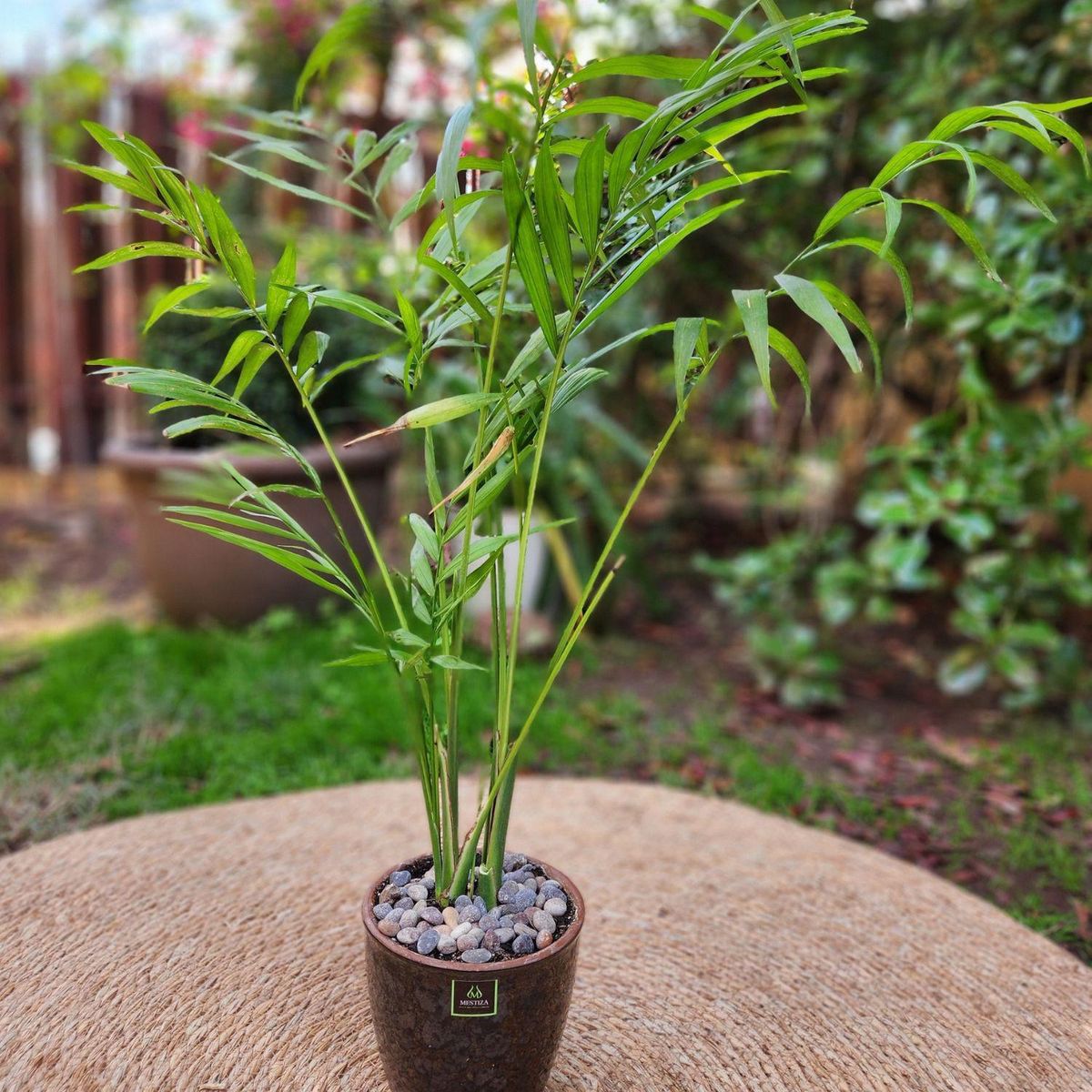 POTTERY - Planta Natural Chamadorea Con Maceta Cerámica Zafiro Negro Reactivo 14 Cm