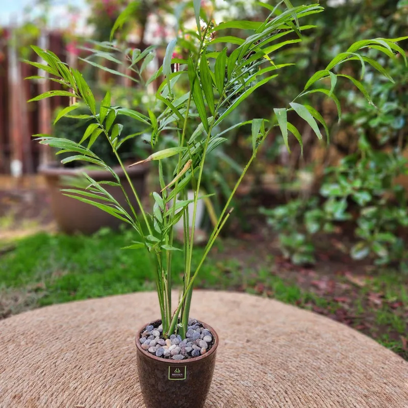 GENERICO - Planta Chamadorea 14 cm Natural CT14