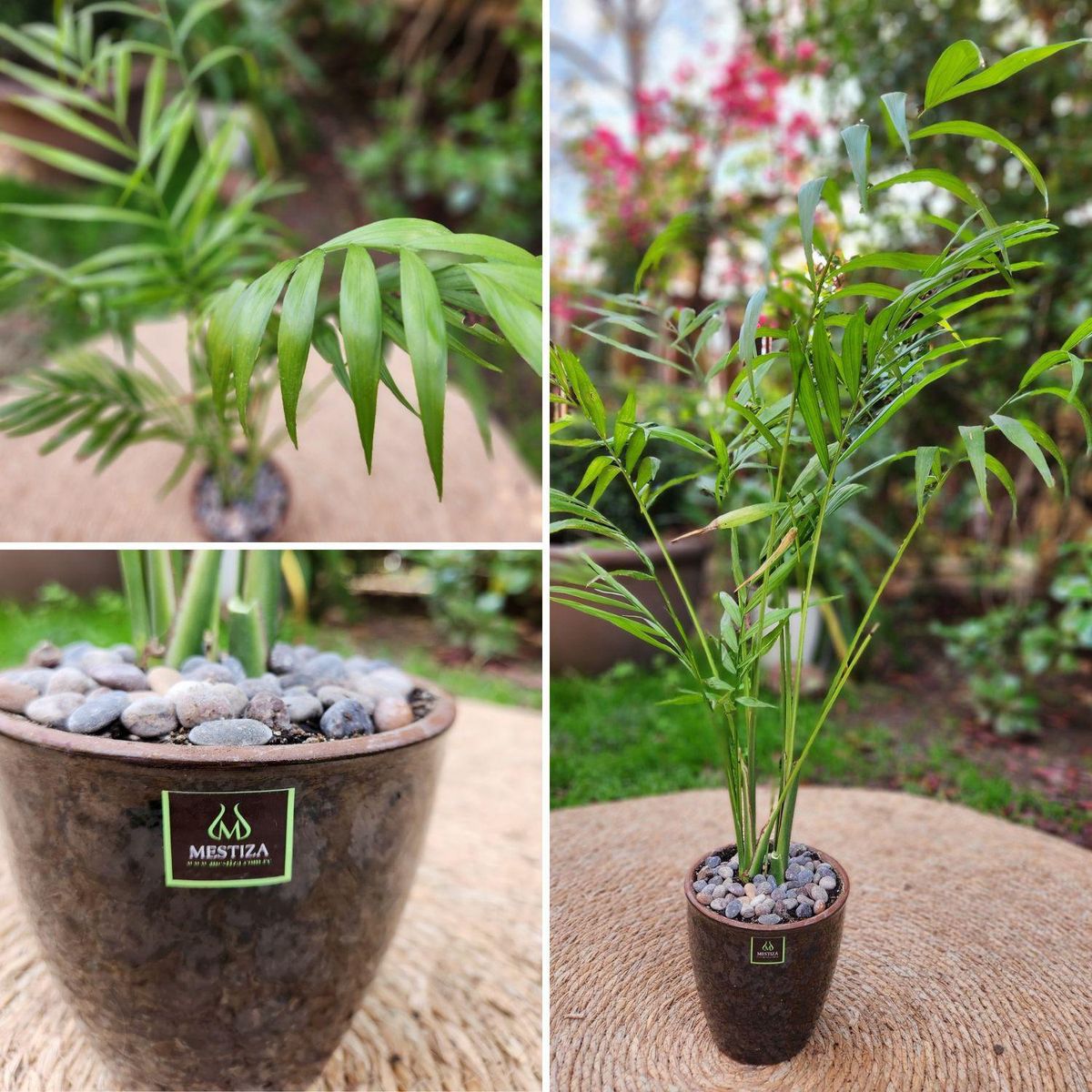 POTTERY - Planta Natural Chamadorea Con Maceta Cerámica Zafiro Negro Reactivo 14 Cm