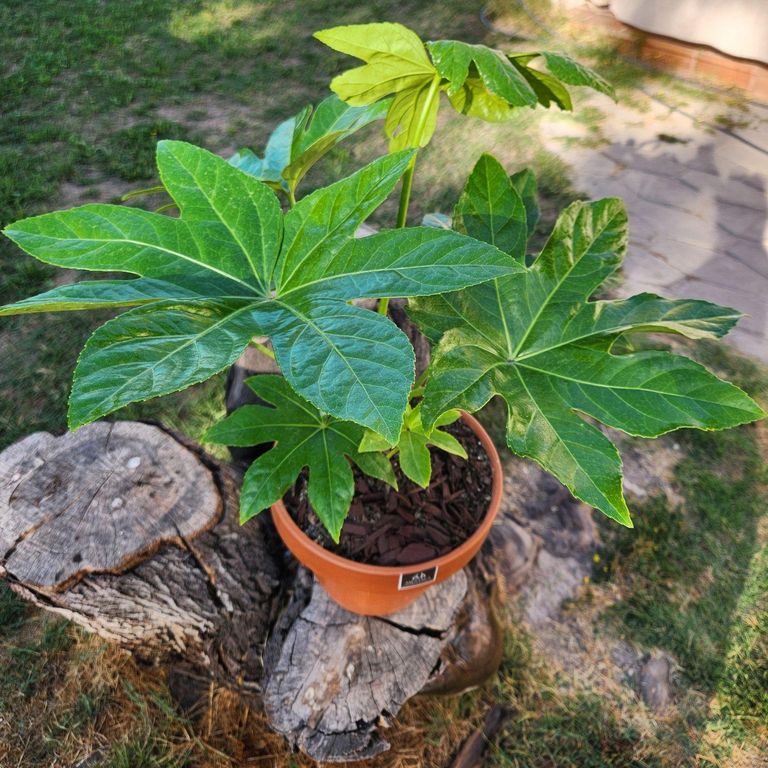 Planta Natural Aralia Japónica Con Maceta Arcilla Kony Terracota 24 Cm