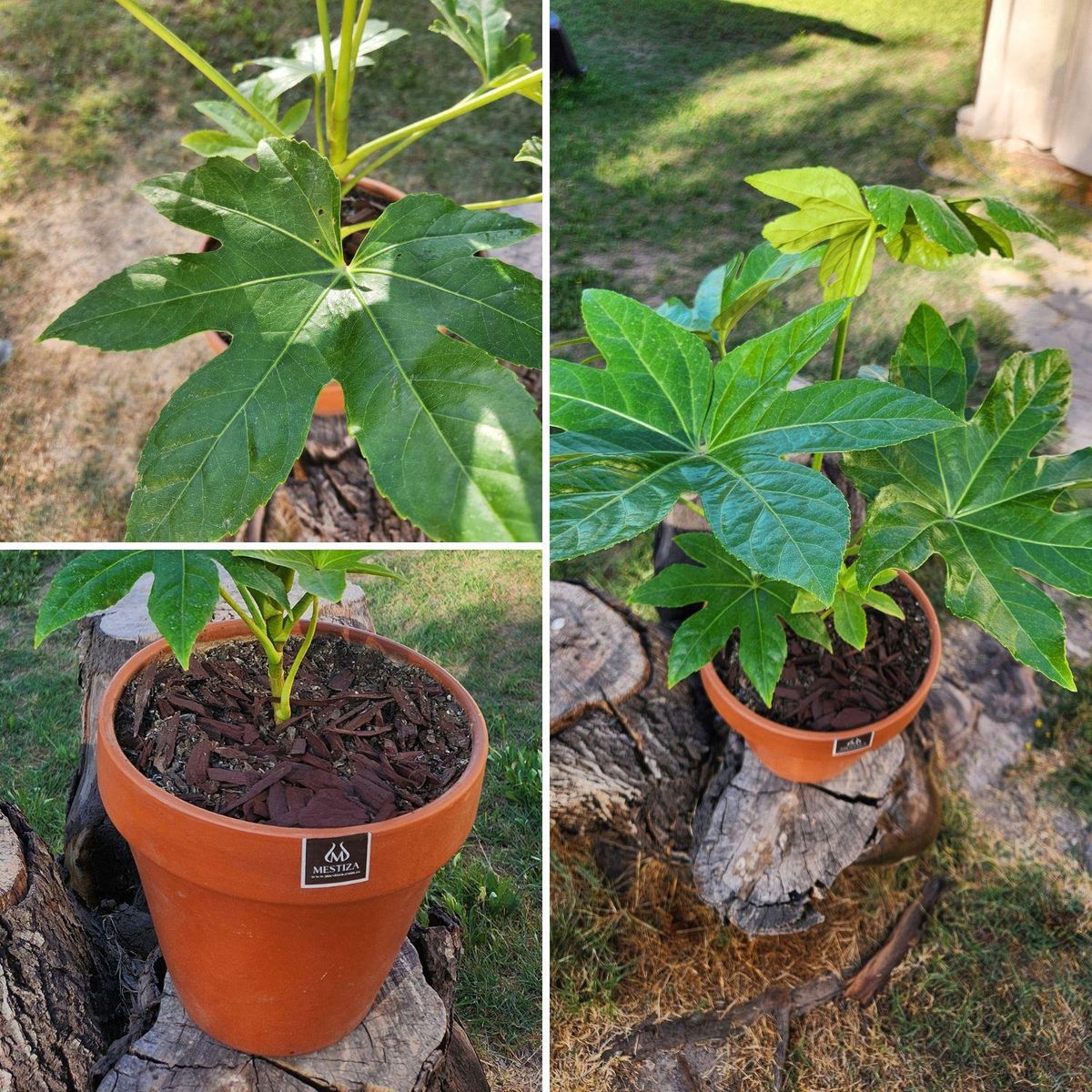 POTTERY - Planta Natural Aralia Japónica Con Maceta Arcilla Kony Terracota 24 Cm