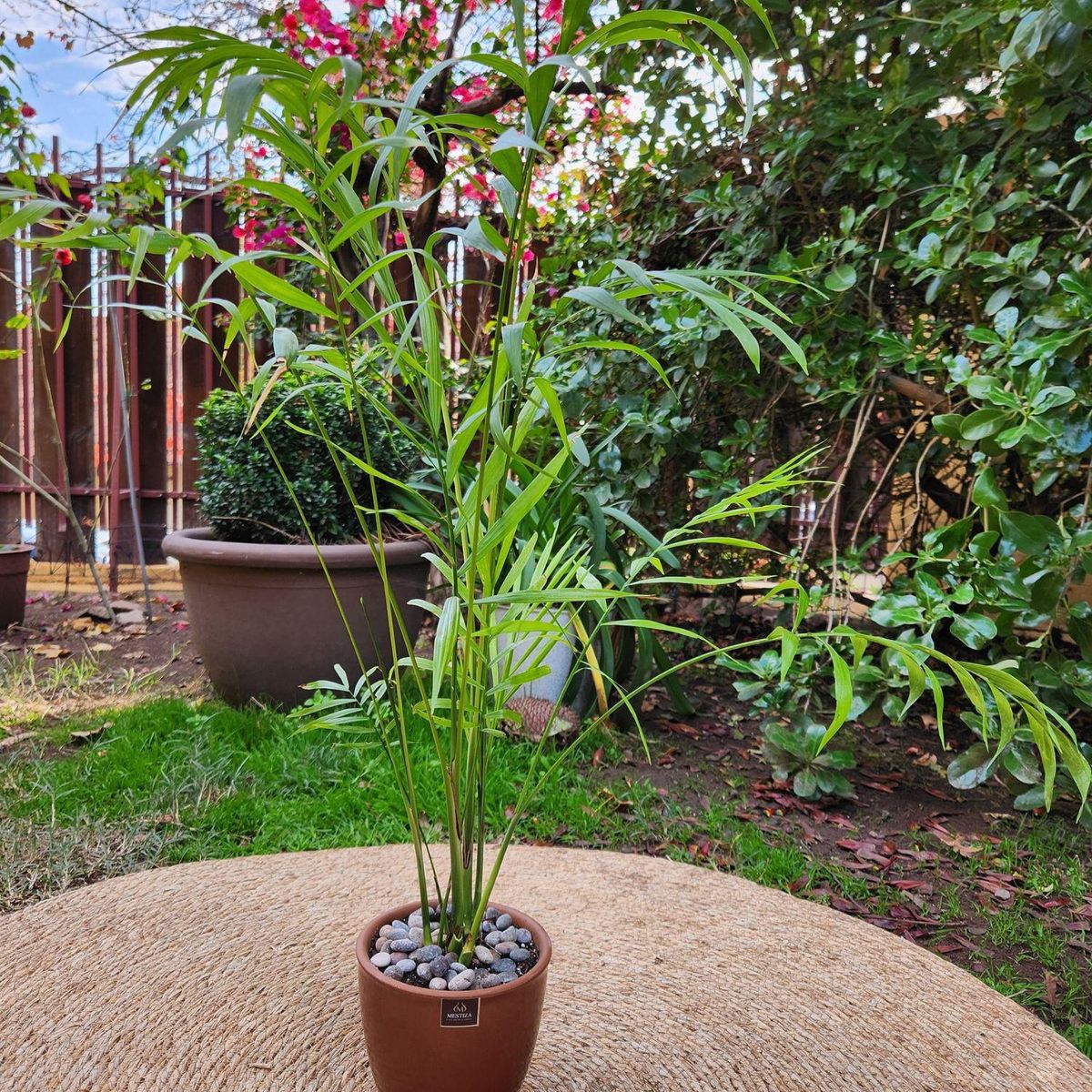 POTTERY - Planta Natural Chamadorea Con Maceta Cerámica Zafiro Cobre 14 Cm