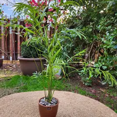 POTTERY - Planta Natural Chamadorea Con Maceta Cerámica Zafiro Cobre 14 Cm