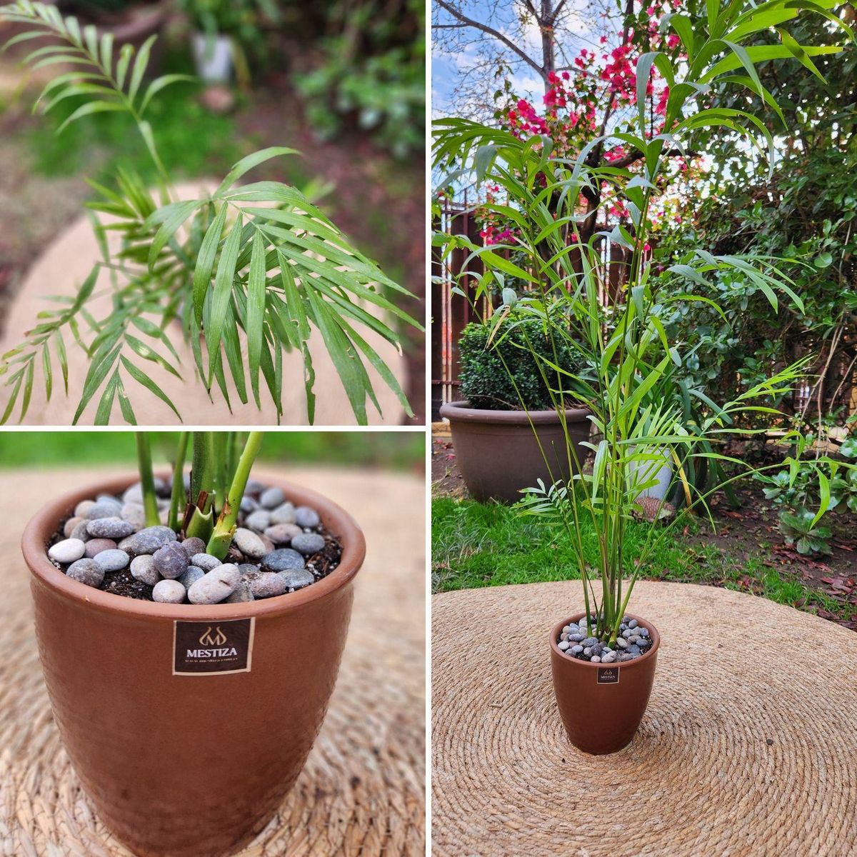 POTTERY - Planta Natural Chamadorea Con Maceta Cerámica Zafiro Cobre 14 Cm