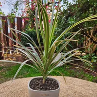 Planta Natural Dracena Marginata Con Maceta Cemento 16 Cm