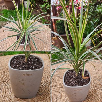 Imagen 2 del producto Planta Natural Dracena Marginata Con Maceta Cemento 16 Cm
