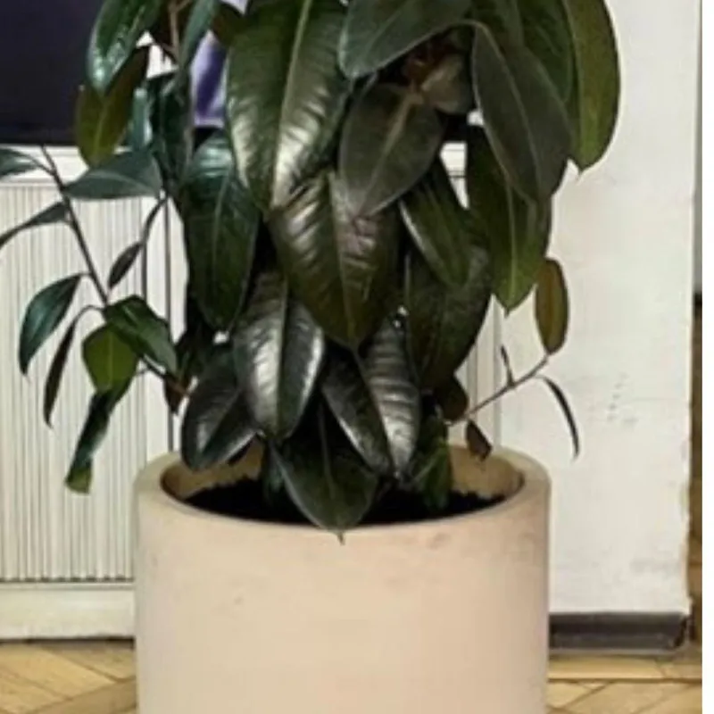 GENERICO - Planta Gomero 43 cm Natural CT43