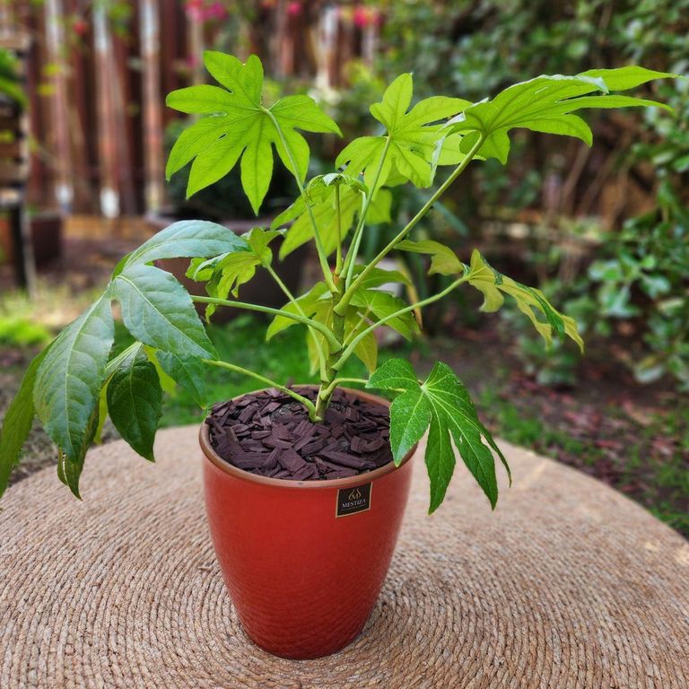 Planta Natural Aralia Japónica Con Maceta Cerámica Zafiro Roja 24 Cm