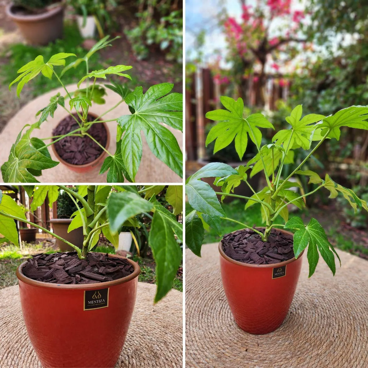 POTTERY - Planta Natural Aralia Japónica Con Maceta Cerámica Zafiro Roja 24 Cm