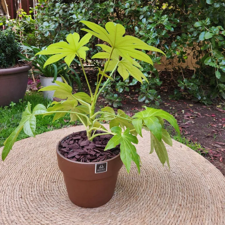 Planta Natural Aralia Japónica Con Maceta Arcilla Greta Morena 25 cm