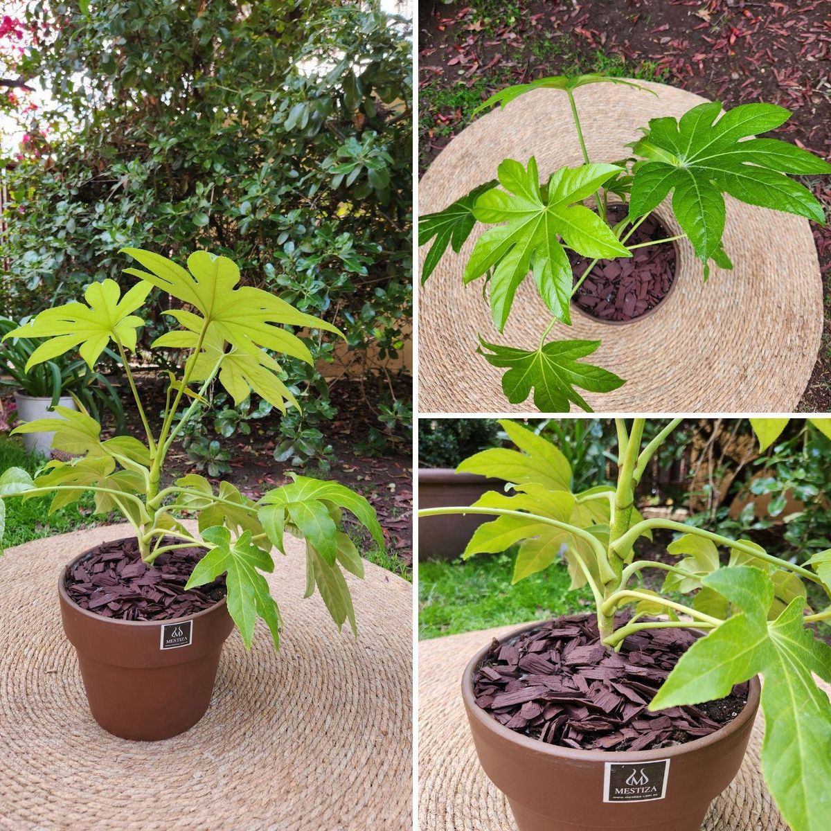 POTTERY - Planta Natural Aralia Japónica Con Maceta Arcilla Greta Morena 25 cm
