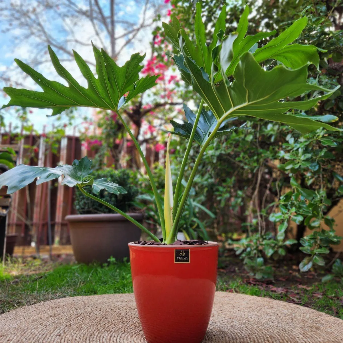 POTTERY - Planta Natural Philodendron Paraguayo Con Maceta Zafiro Rojo 24 Cm