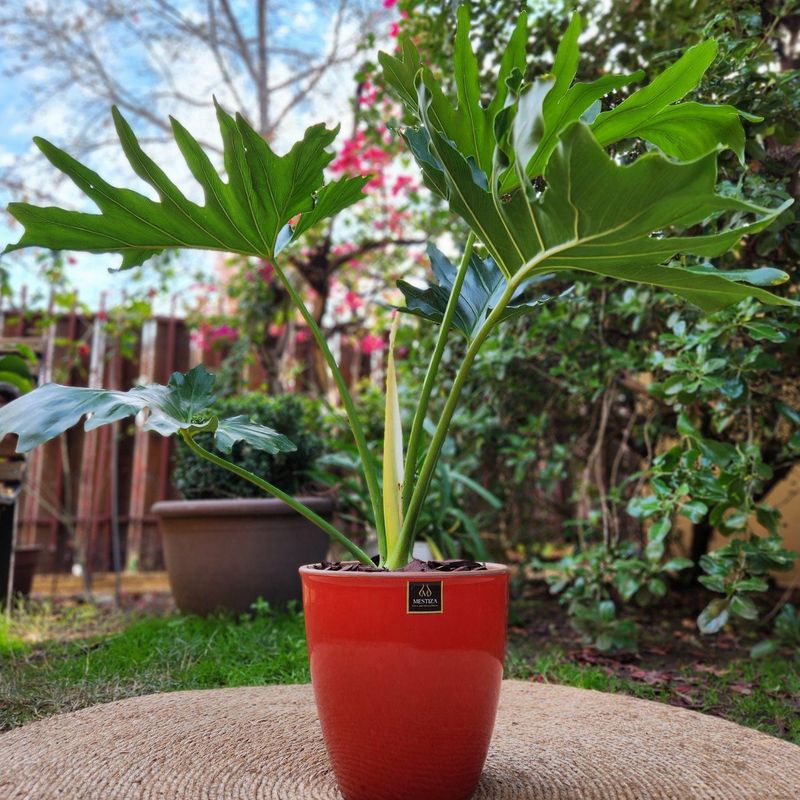 GENERICO - Planta Philodendro 24 cm Natural CT24