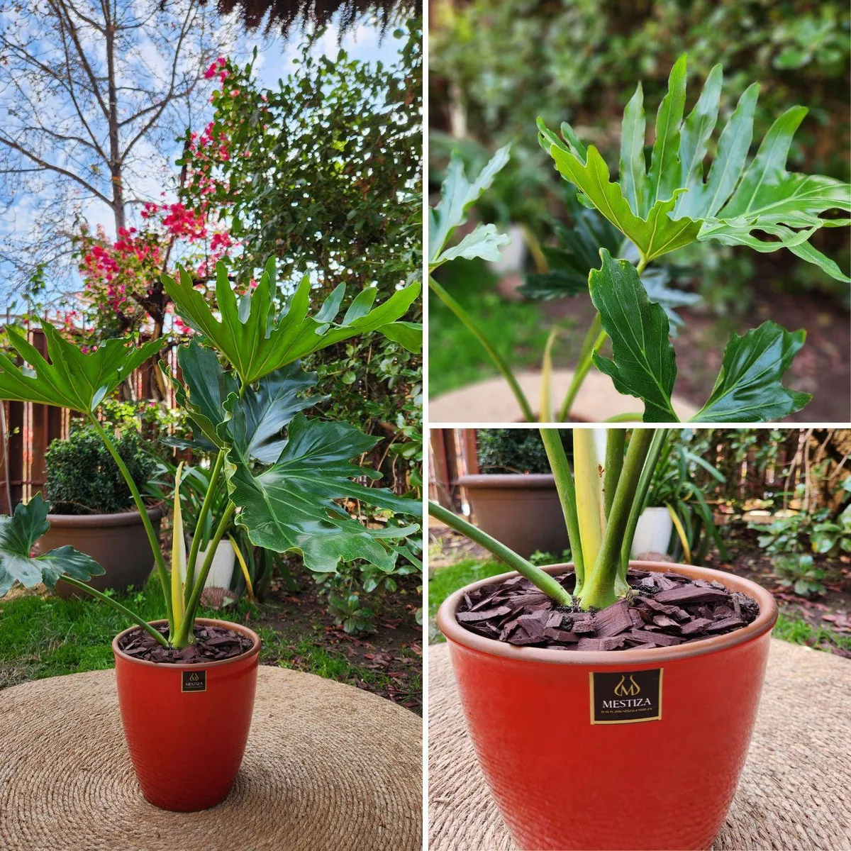POTTERY - Planta Natural Philodendron Paraguayo Con Maceta Zafiro Rojo 24 Cm