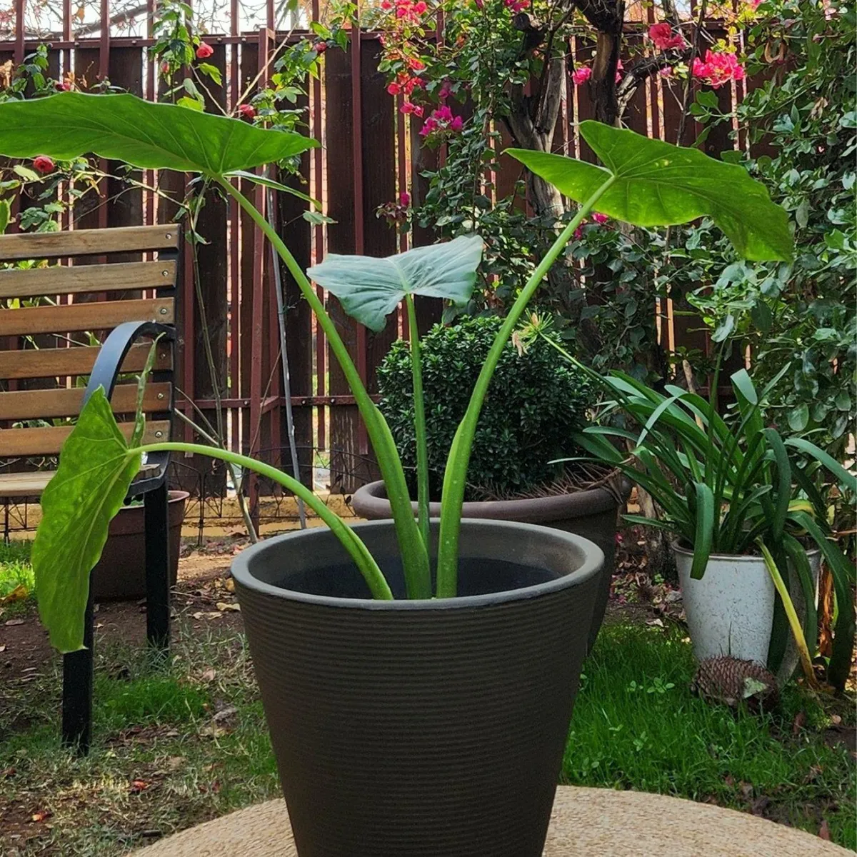 POTTERY - Planta Natural Manto De Eva Con Maceta Rotomoldeado Duna Café 40Cm