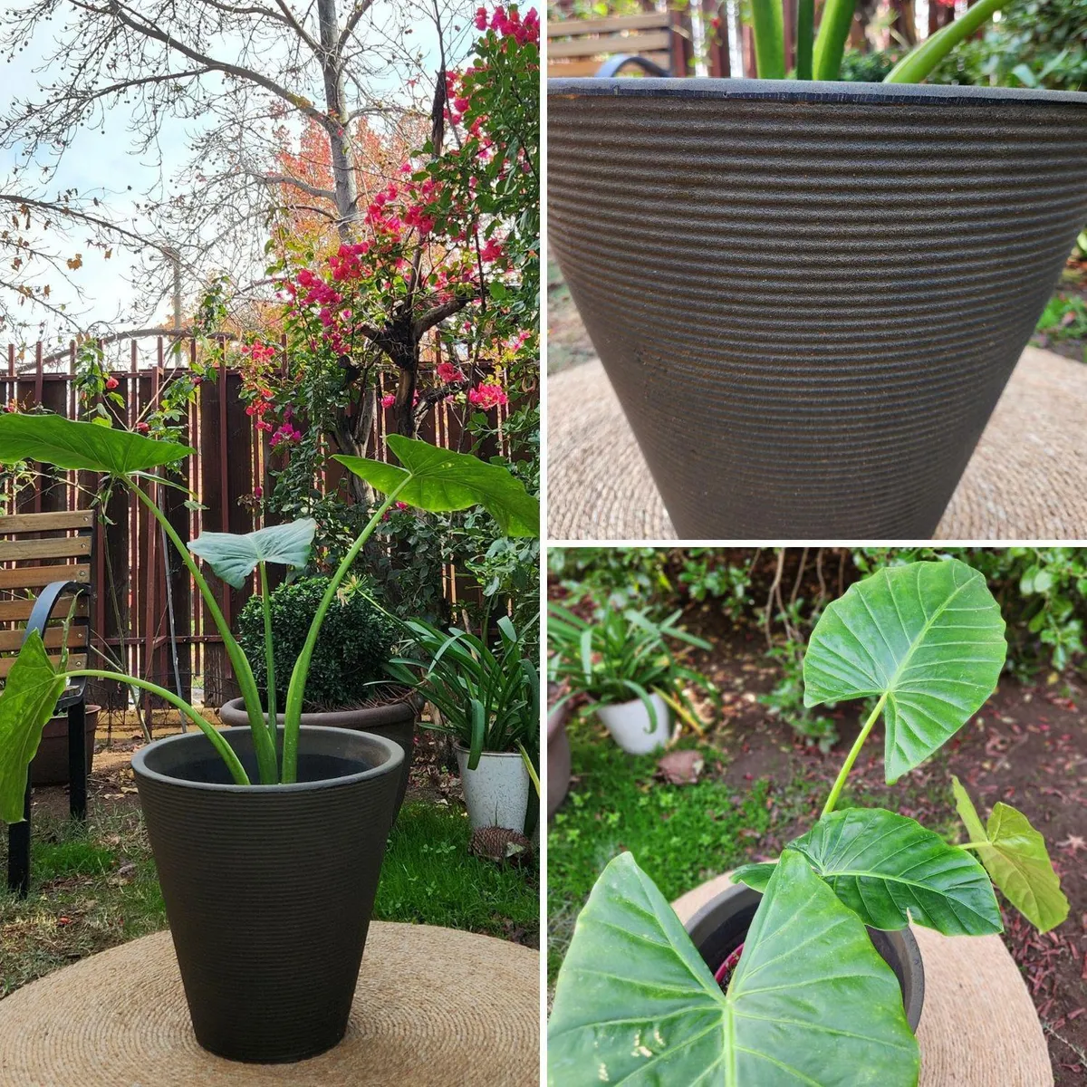 POTTERY - Planta Natural Manto De Eva Con Maceta Rotomoldeado Duna Café 40Cm