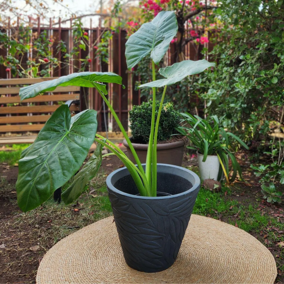 POTTERY - Planta Natural Manto De Eva Con Maceta Rotomoldeado Circca Gris 40Cm