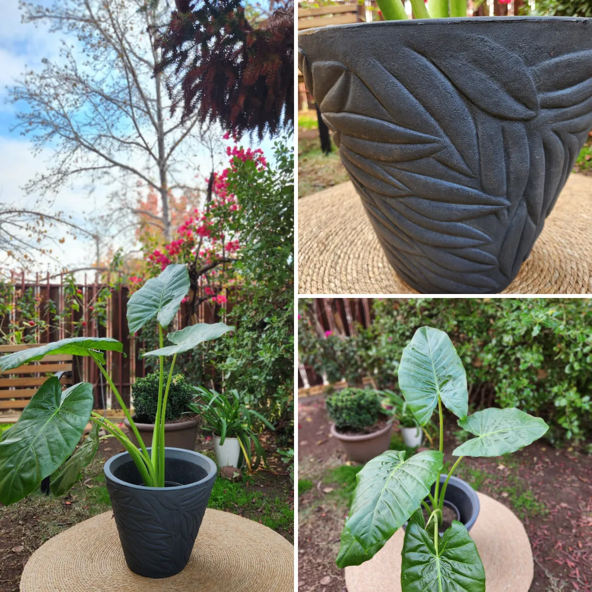 POTTERY - Planta Natural Manto De Eva Con Maceta Rotomoldeado Circca Gris 40Cm