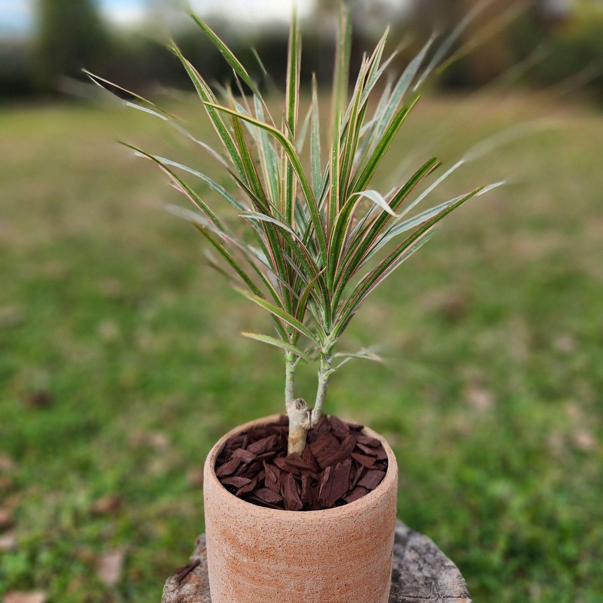 POTTERY - Planta Natural Dracena Marginata Con Maceta Arcilla Luna 15 Cm