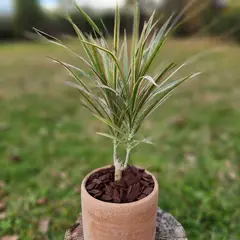 GENERICO - Planta Dracena 15 cm Natural CT15