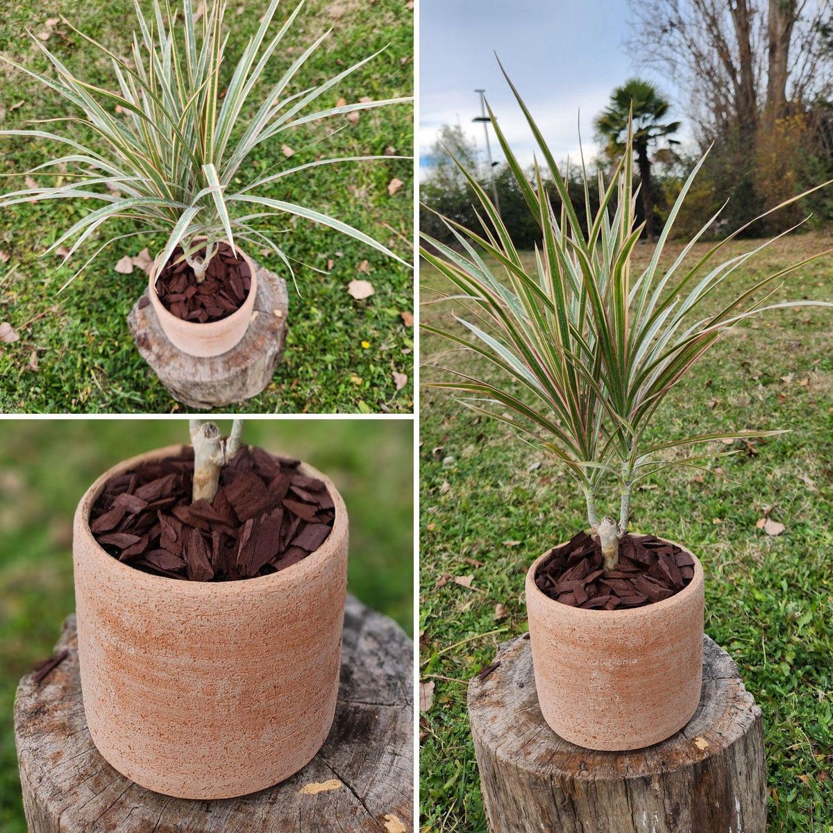 POTTERY - Planta Natural Dracena Marginata Con Maceta Arcilla Luna 15 Cm