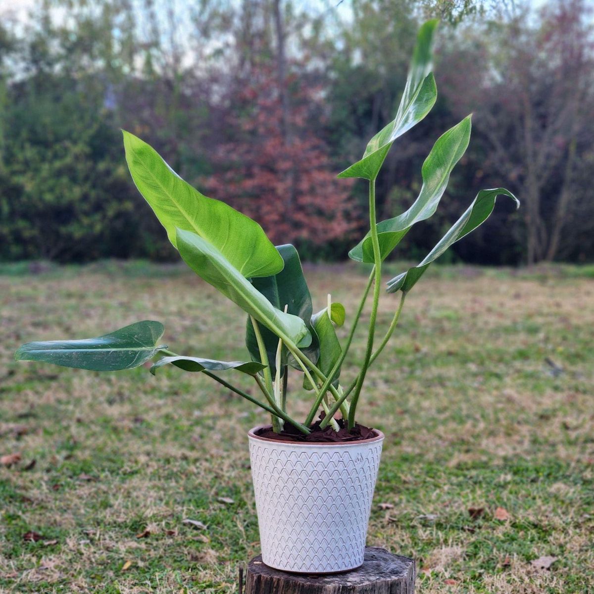 POTTERY - Planta Natural Philodendron Longifolio Con Maceta Cerámica Zaia Texturado Blanco 20 Cm