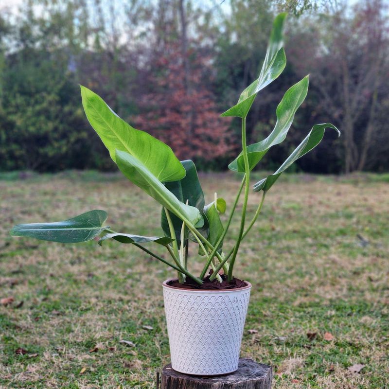 GENERICO - Planta Longifolio 20 cm Natural CT20