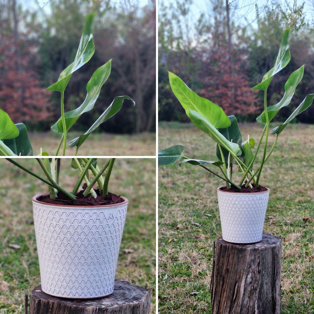 POTTERY - Planta Natural Philodendron Longifolio Con Maceta Cerámica Zaia Texturado Blanco 20 Cm