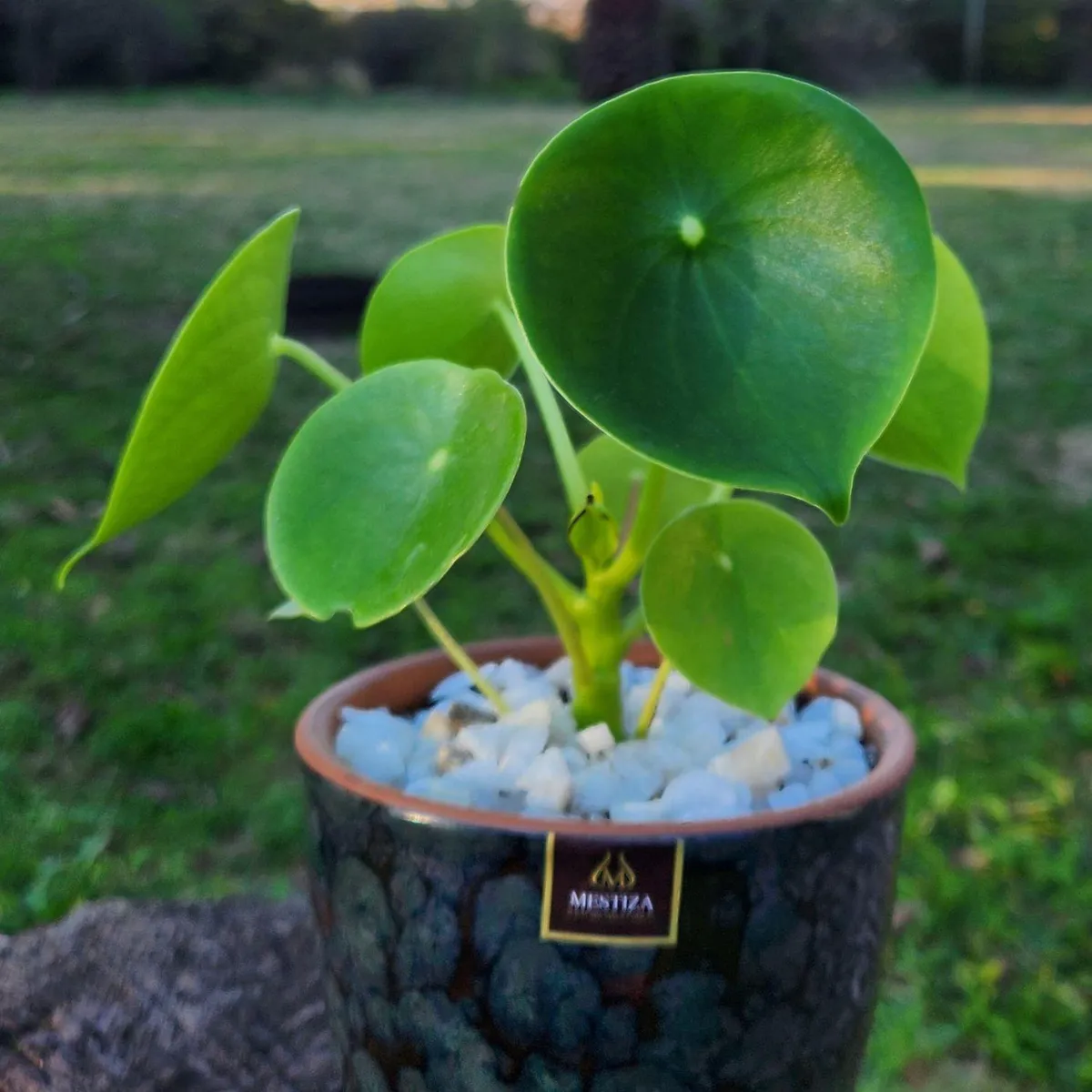 POTTERY - Planta Natural Peperomia Cucharita Con Maceta Zafiro 14 Cm Negro Reactivo