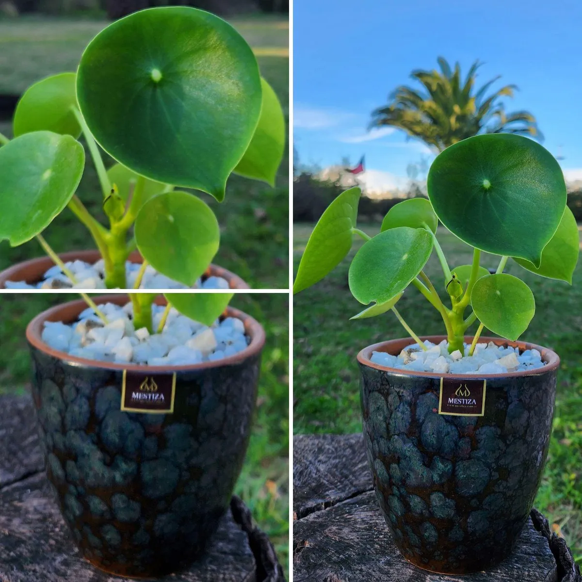 POTTERY - Planta Natural Peperomia Cucharita Con Maceta Zafiro 14 Cm Negro Reactivo