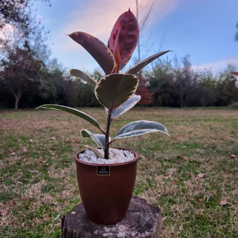 GENERICO - Planta Tineke 17 cm Natural CT17