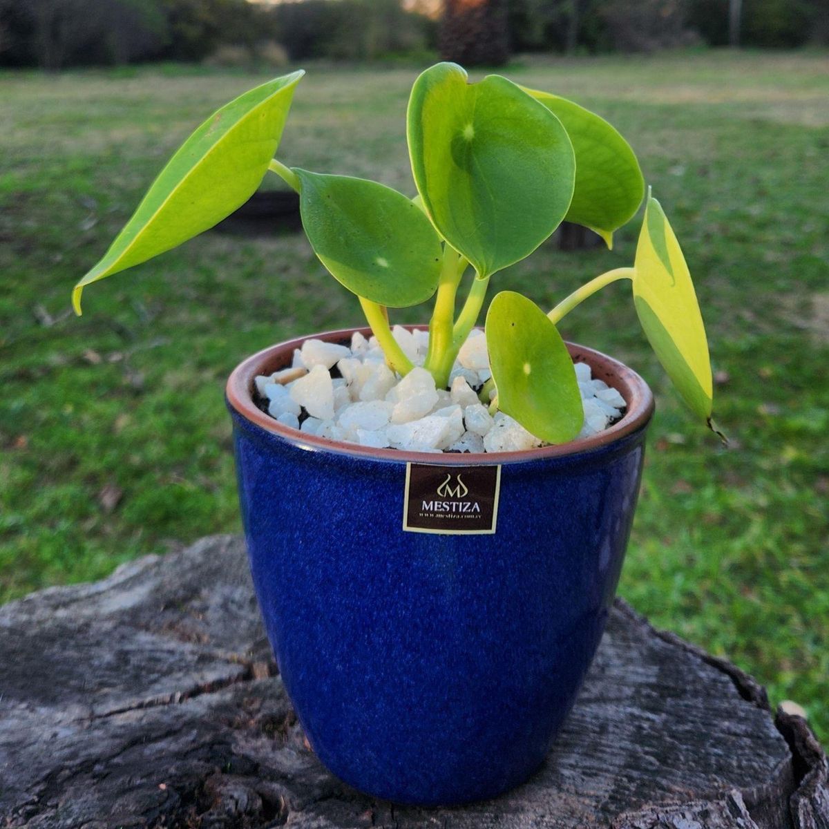 POTTERY - Planta Natural Peperomia Cucharita Con Maceta Zafiro 14 Cm Azul