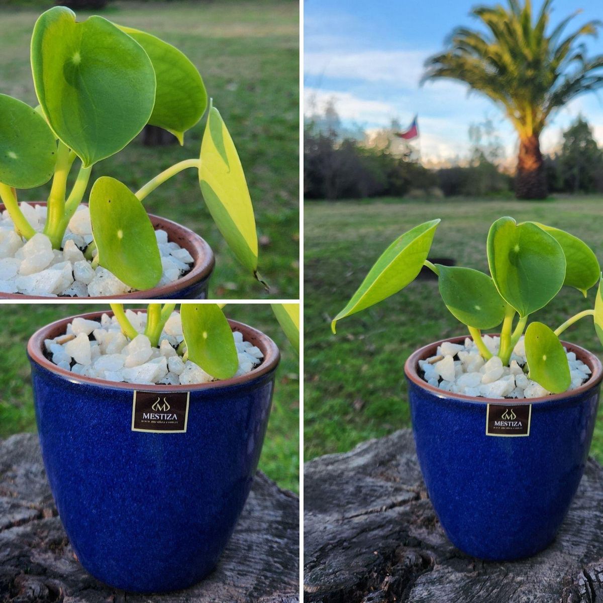 POTTERY - Planta Natural Peperomia Cucharita Con Maceta Zafiro 14 Cm Azul