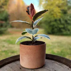 POTTERY - Planta Natural Gomero Tineke Con Maceta Arcilla Luna 20 Cm