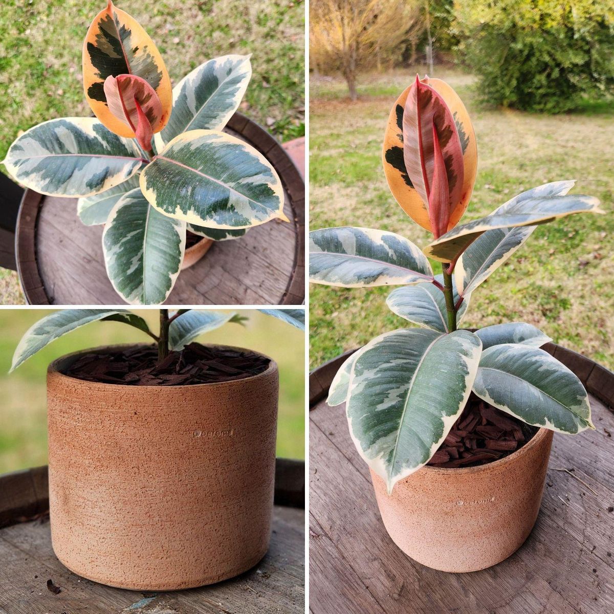 POTTERY - Planta Natural Gomero Tineke Con Maceta Arcilla Luna 20 Cm