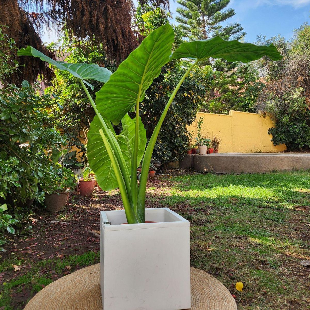 POTTERY - Planta Natural Manto De Eva Con Maceta Cubo Blanco simil cemento 40 Cm