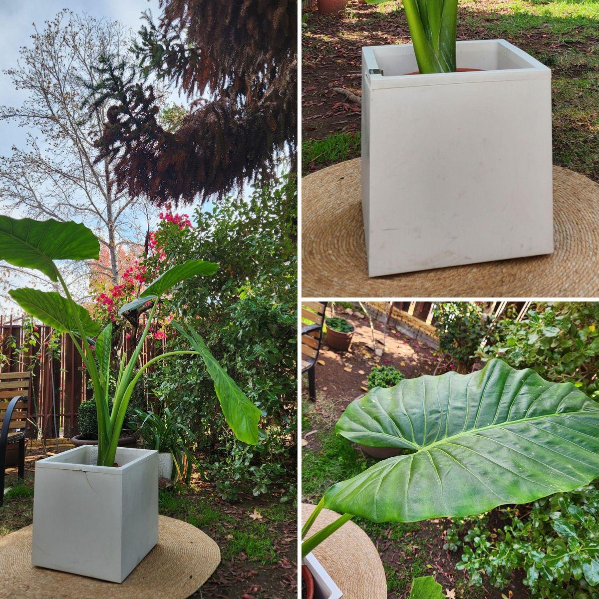 POTTERY - Planta Natural Manto De Eva Con Maceta Cubo Blanco simil cemento 40 Cm