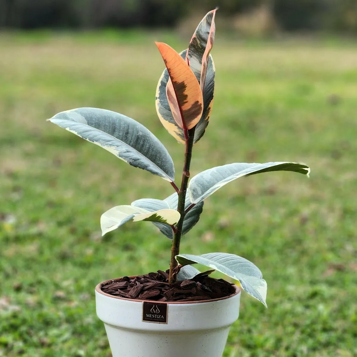 POTTERY - Planta Natural Gomero Tineke Con Maceta ceraica Kony Blanco 19 Cm