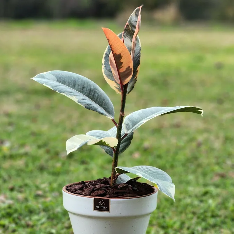 GENERICO - Planta Tineke maceta 19 cm Natural CT19