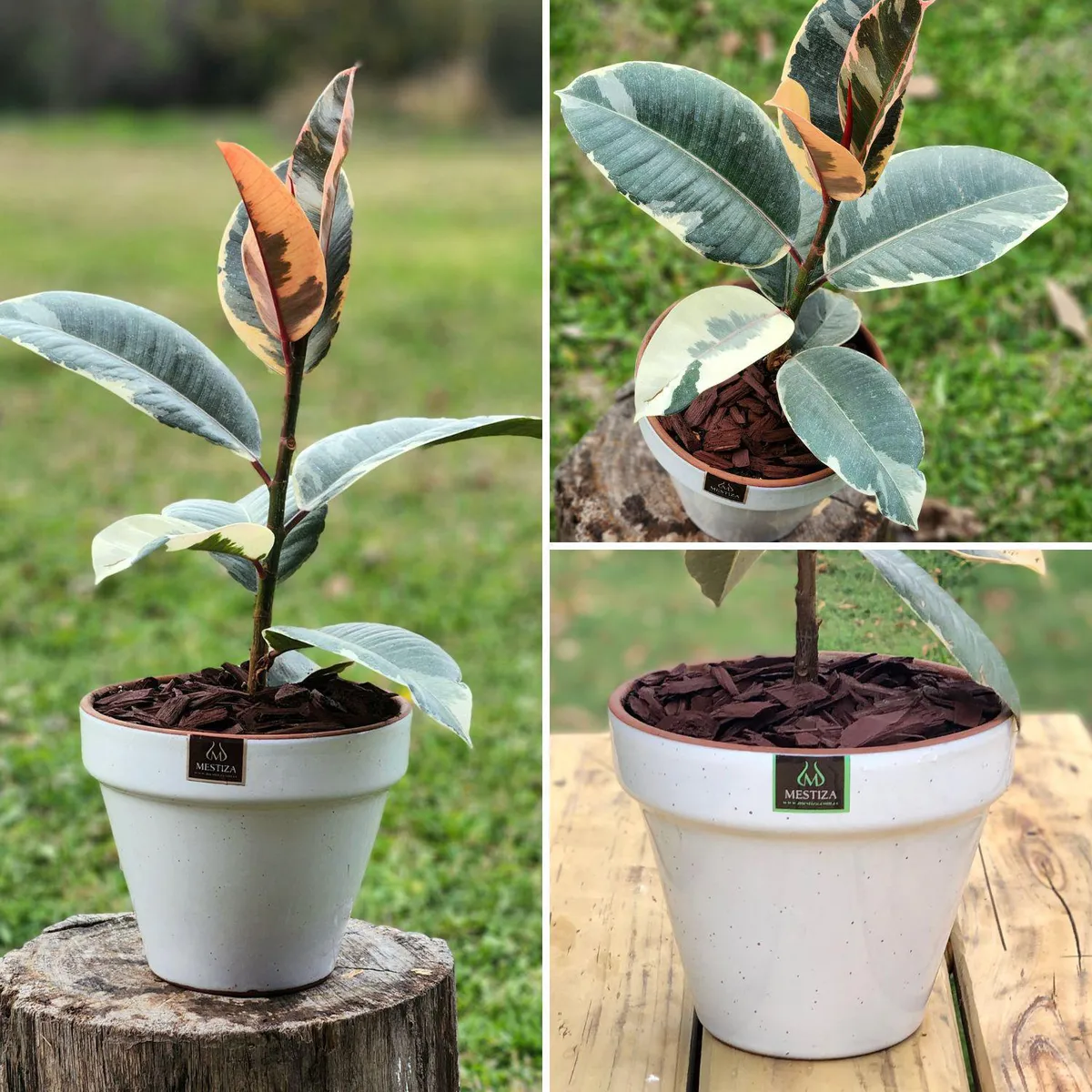 POTTERY - Planta Natural Gomero Tineke Con Maceta ceraica Kony Blanco 19 Cm