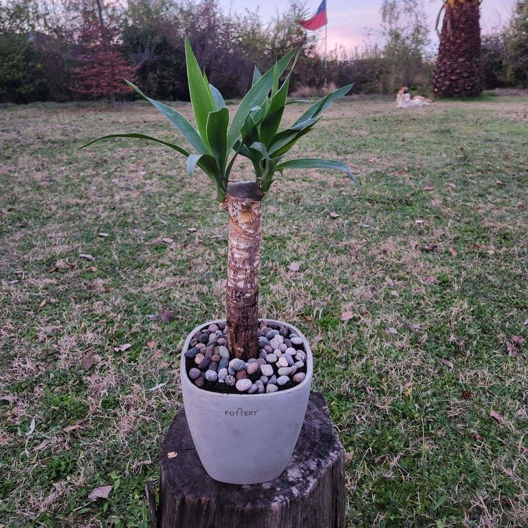 Planta Natural Yuca Con Maceta Cemento Cuadrada 16 Cm