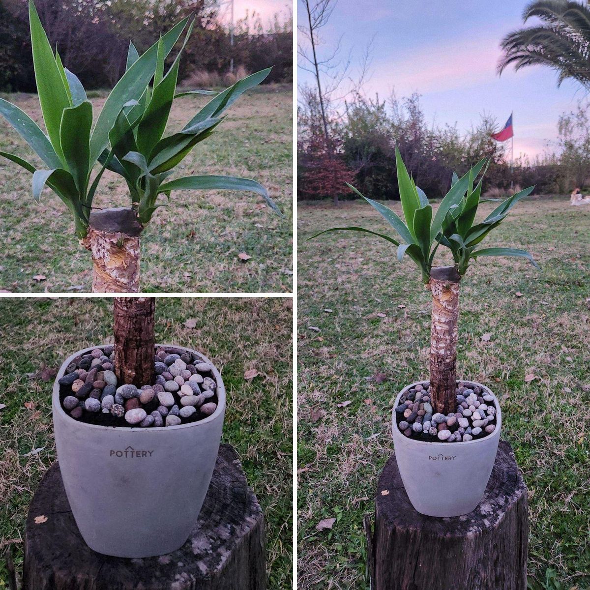 POTTERY - Planta Natural Yuca Con Maceta Cemento Cuadrada 16 Cm