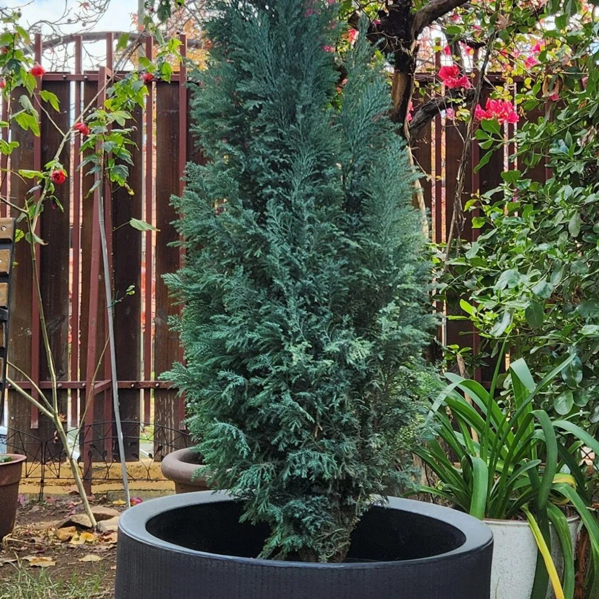 POTTERY - Planta Natural Pino Budy Con Maceta Rotomoldeado Nazca Negro 40 Cm