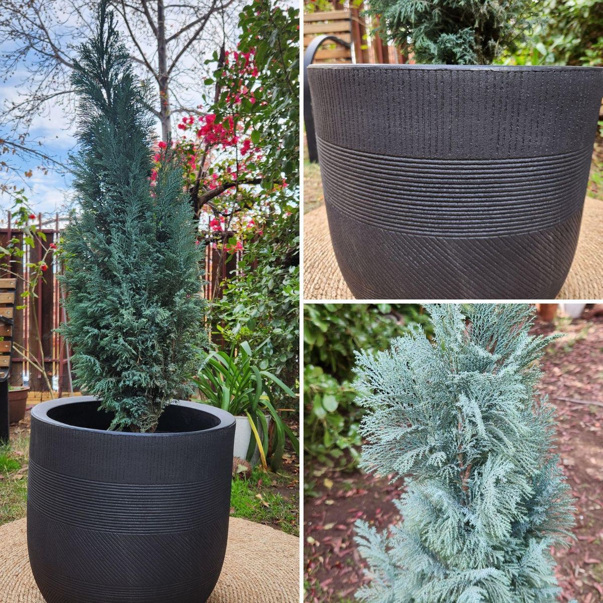 POTTERY - Planta Natural Pino Budy Con Maceta Rotomoldeado Nazca Negro 40 Cm