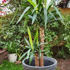 GENERICO - Planta Yuca doble 40 cm Natural CT40