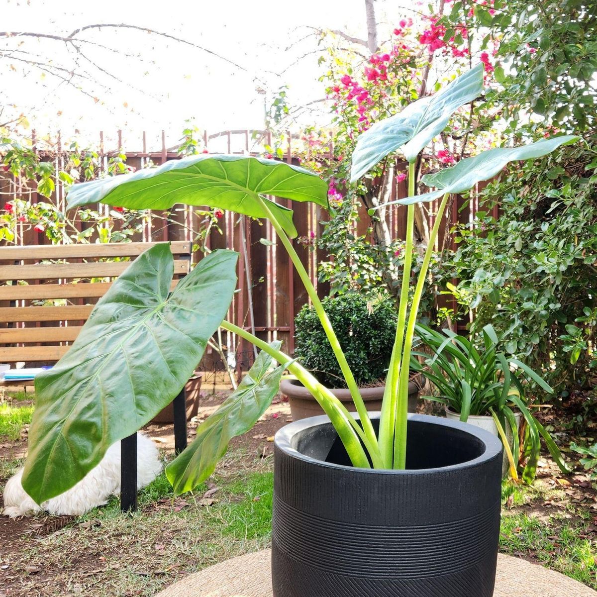 POTTERY - Planta Natural Manto De Eva Con Maceta Rotomoldeado Nazca Negro 40 Cm