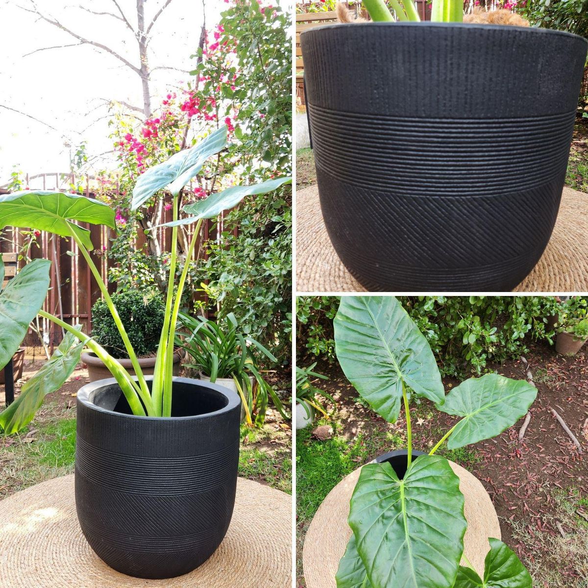 POTTERY - Planta Natural Manto De Eva Con Maceta Rotomoldeado Nazca Negro 40 Cm